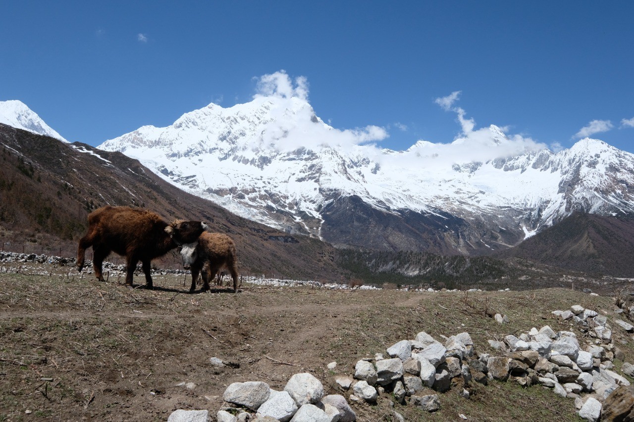 Manaslu Circuit Trekking Blog