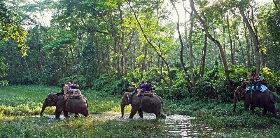 Deep jungles and Popular Jungle Safaris