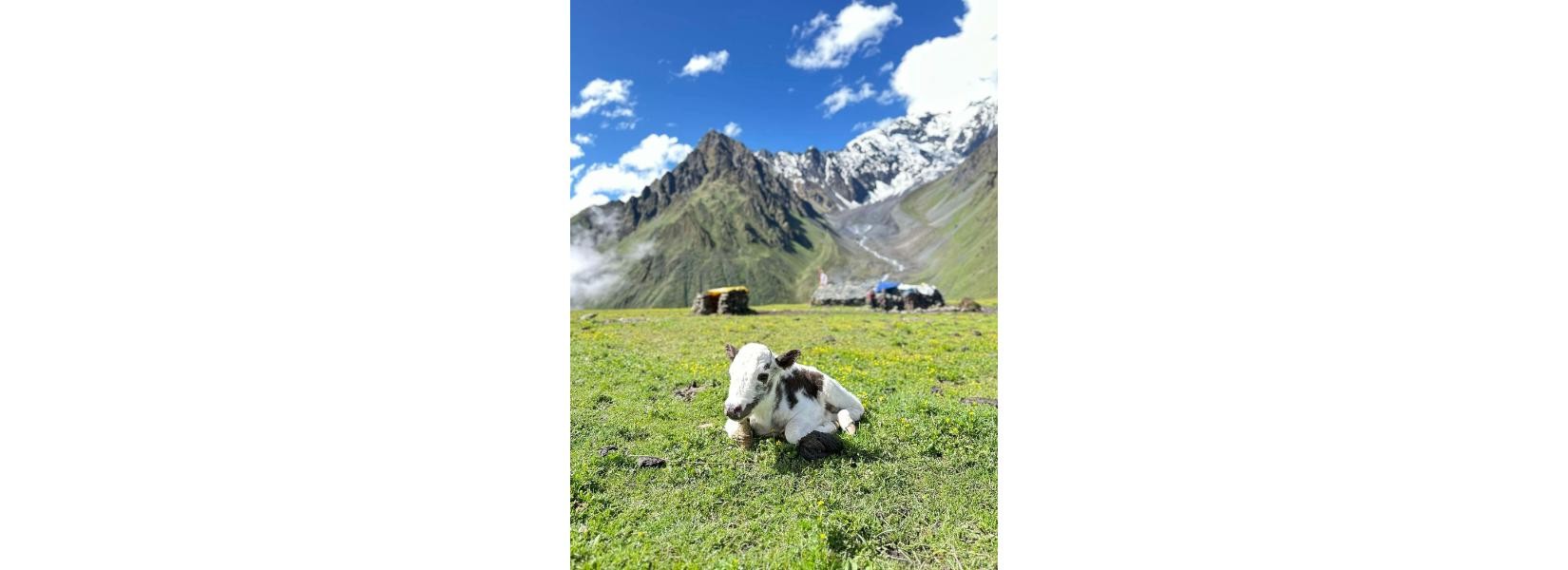 A young calf resting on a lush green meadow along the Annapurna Base Camp trek, with dramatic snow capped Himalayan peaks and blue sky in the backgroundk